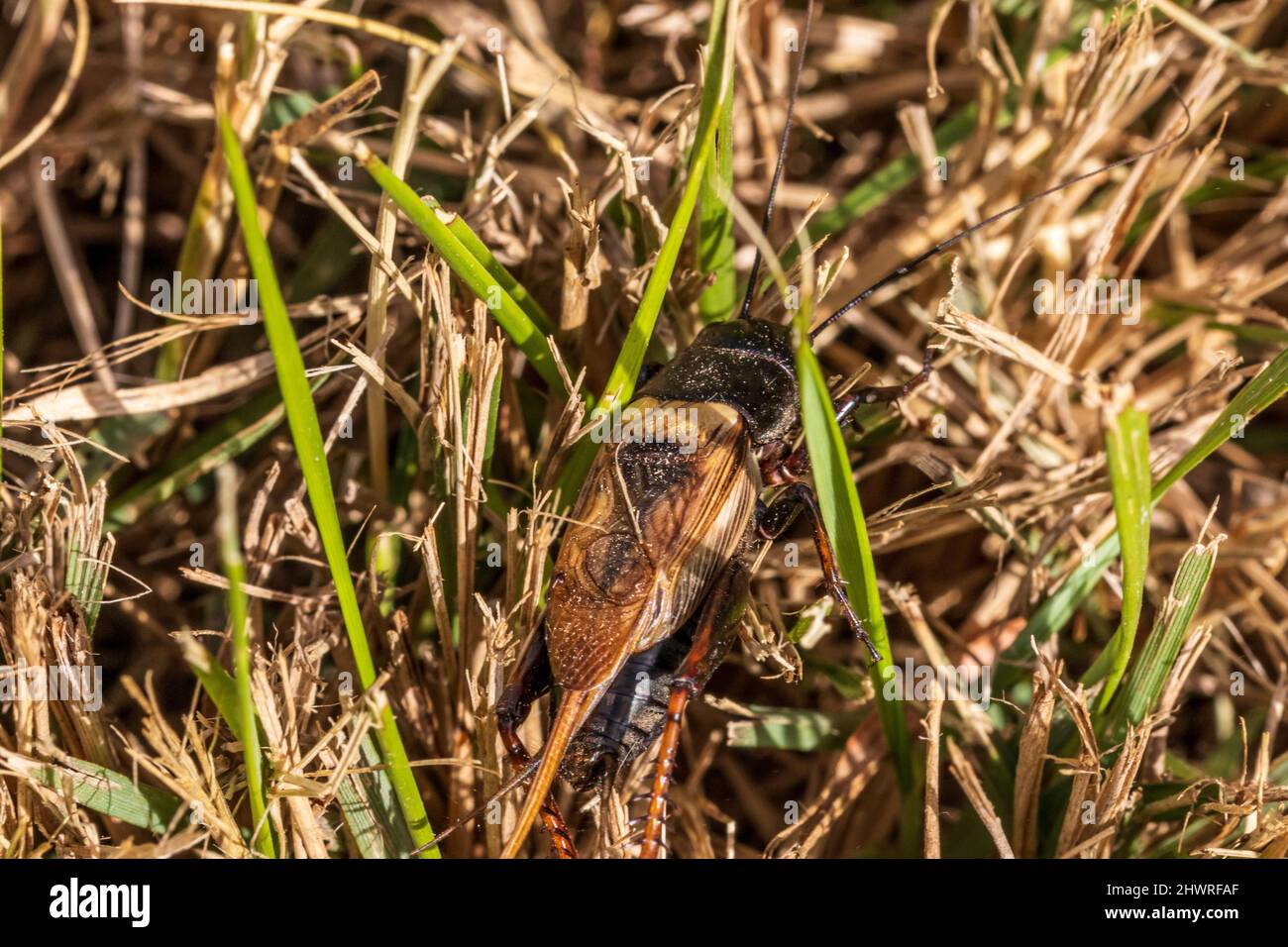 Gryllus bimaculatus, campo da cricket mediterraneo Foto Stock