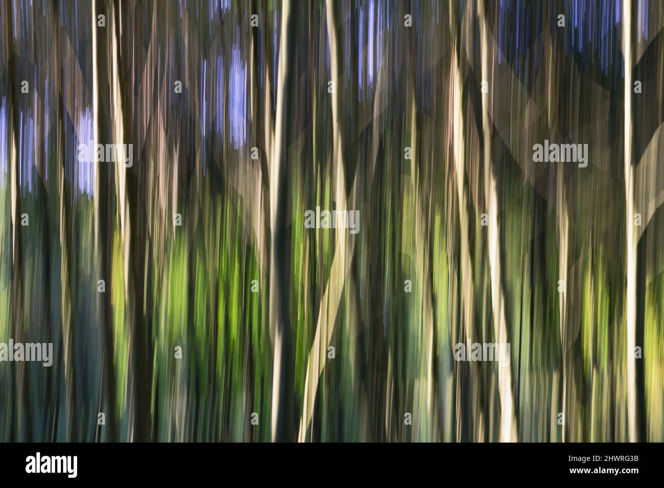 Foresta magica e fiabesca. Alberi sfocati in movimento - immagine astratta del simbolo per la natura e l'ambiente Foto Stock