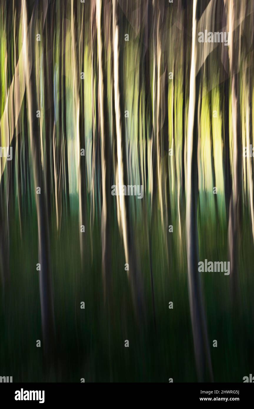 Foresta magica e fiabesca. Alberi sfocati in movimento - astratto simbolo fotografia per la natura e l'ambiente, immagine verticale Foto Stock