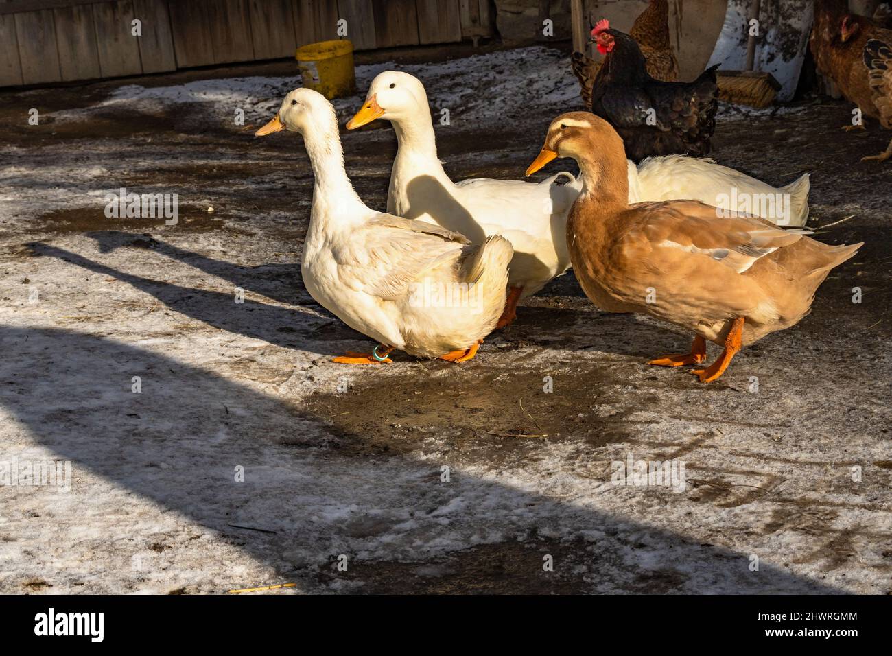 Gruppo di anatra e gallina illuminata dal sole sul cortile va a nutrirsi. repubblica Ceca. Foto Stock