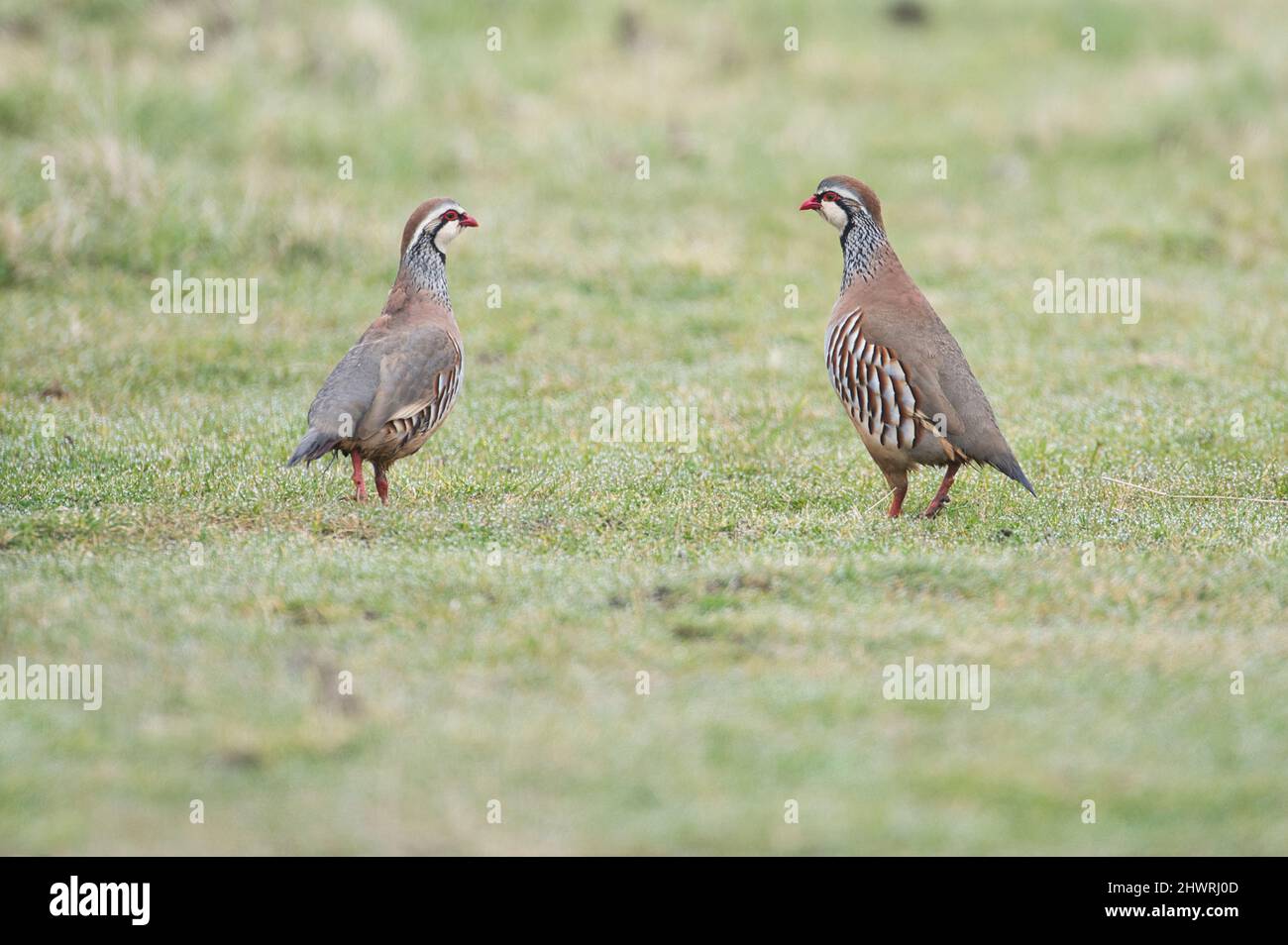 Pernice a zampe rosse (Alectoris rufa) due maschi che gareggiano per una femmina, che è bene a sinistra della foto. Foto Stock
