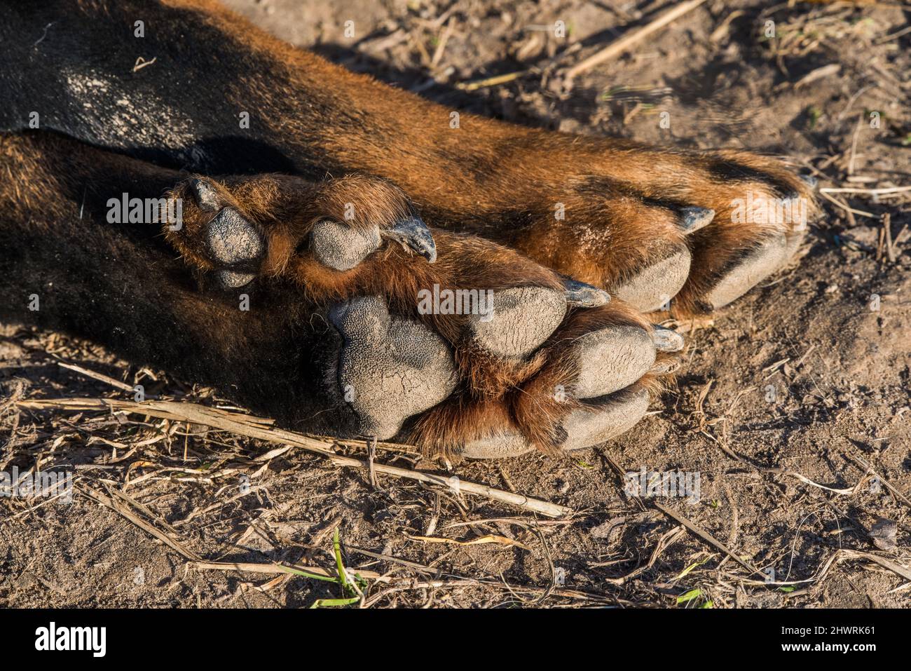Big Beauceron cane zampe primo piano sfondo Foto Stock