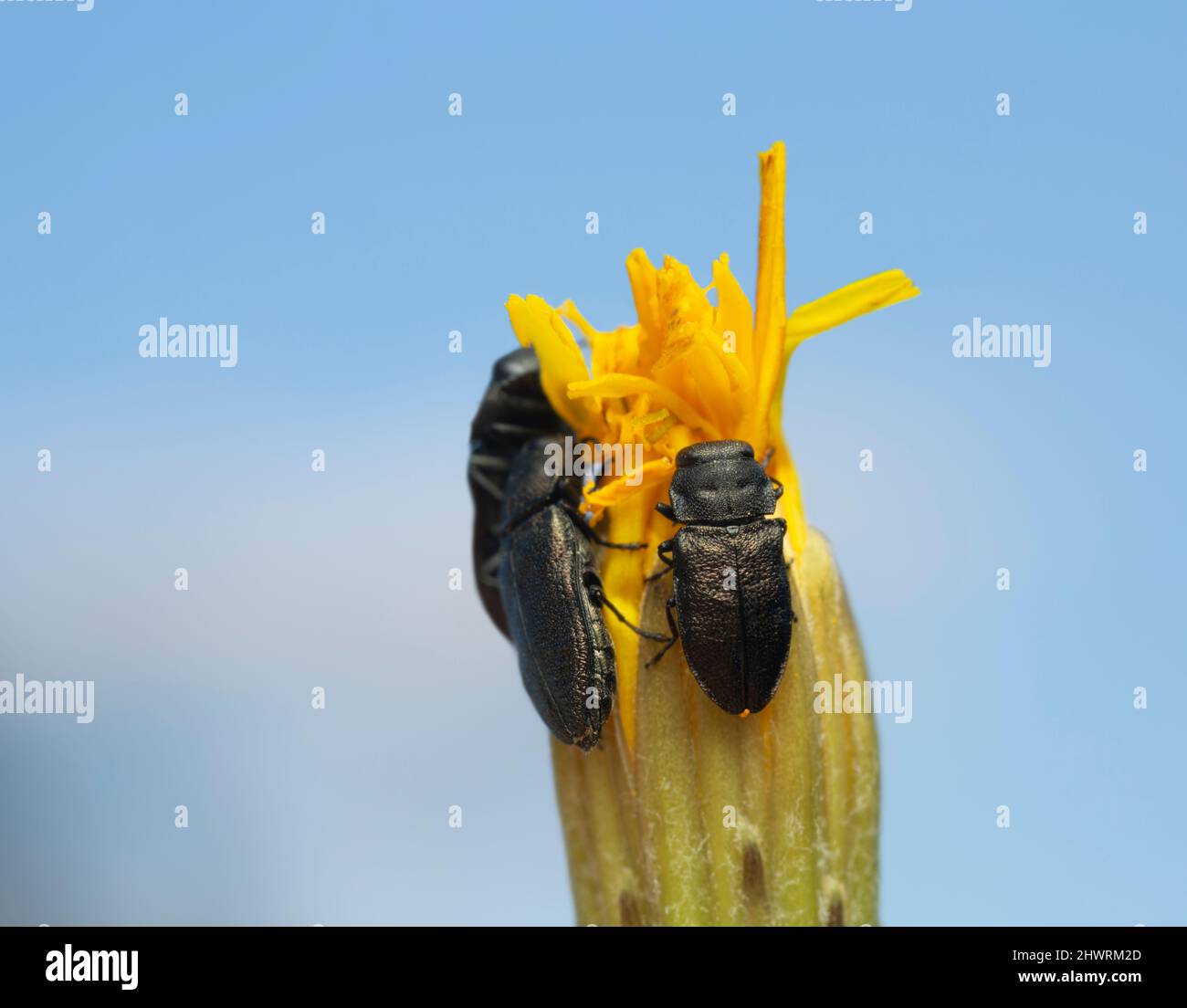 Coleotteri in legno metallico, Anthaxia quadripunctata in fiore Foto Stock