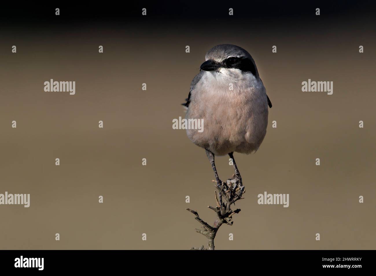 Grande Shrike meridionale, Calera y Chozas, Spagna, aprile 2017 Foto Stock