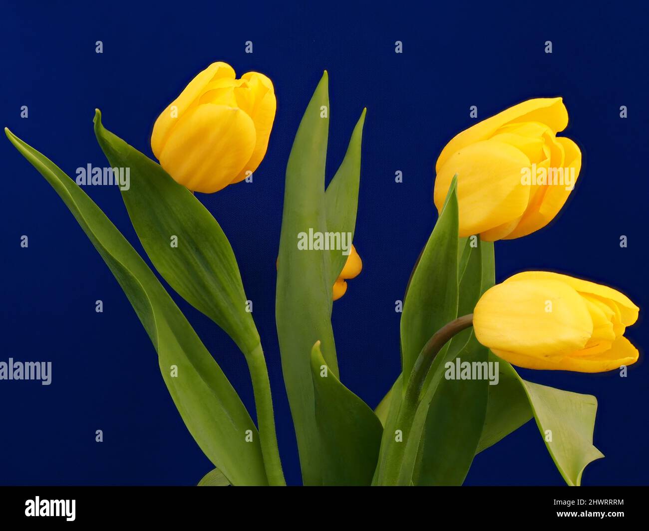 Tulipani gialli su sfondo blu. Bouquet di fiori gialli. Foto Stock