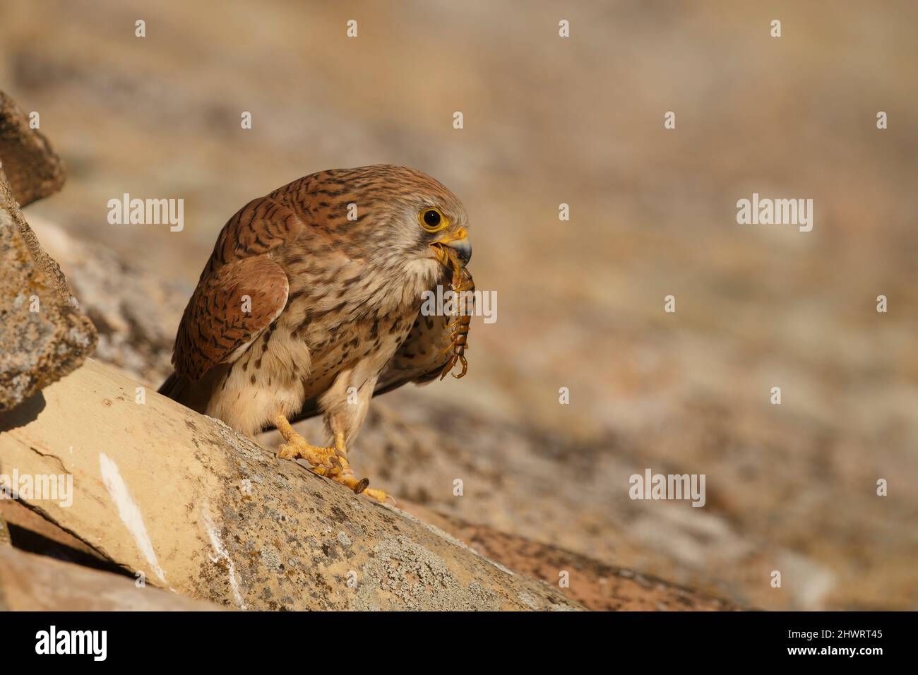 Lesser Kestrel, Calera y Chozas, Spagna, aprile 2017 Foto Stock