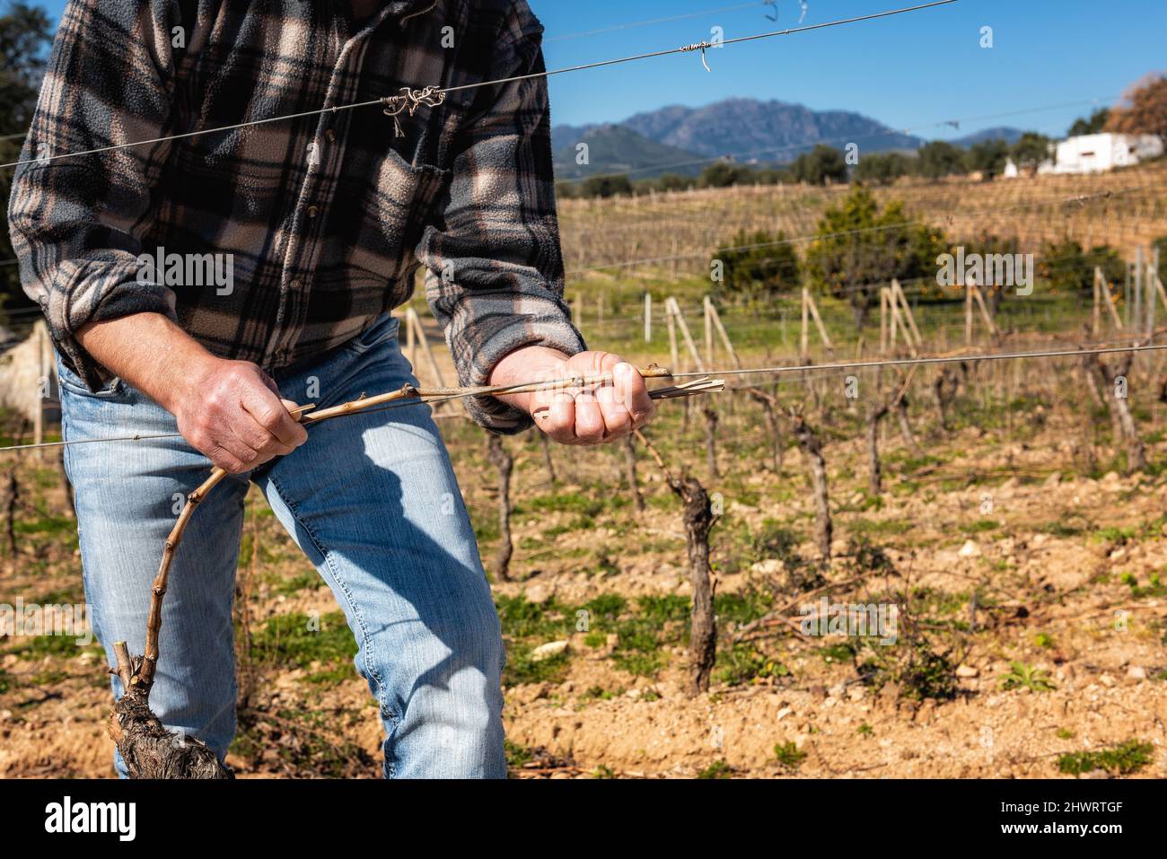 Primo piano di una mano del winegrower. Legando il nuovo ramo al filo di ferro dopo potatura. Agricoltura tradizionale. Potatura invernale, metodo Guyot. Foto Stock