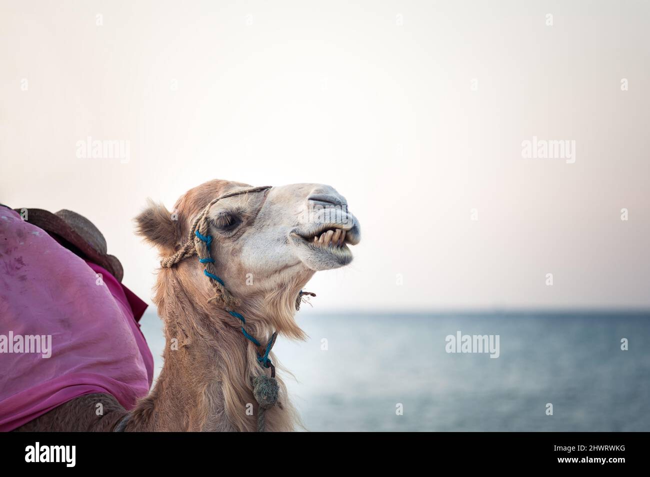 Cammello nel deserto tunisino, da vicino divertente Foto Stock