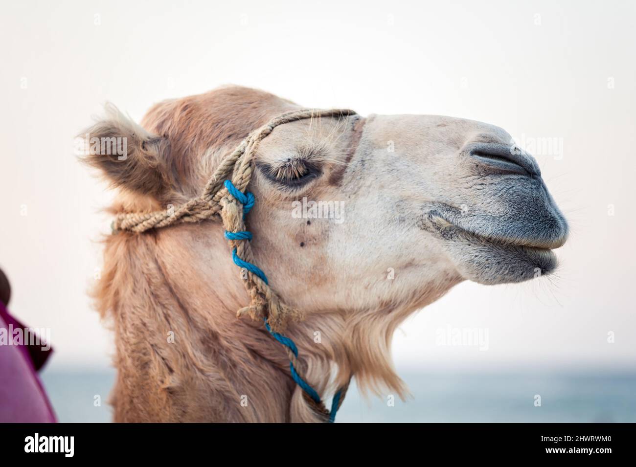Cammello nel deserto tunisino, da vicino divertente Foto Stock