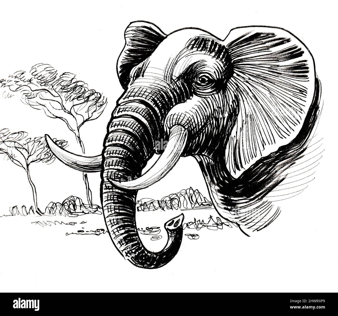 Elefante nella savana. Disegno in bianco e nero con inchiostro Foto Stock