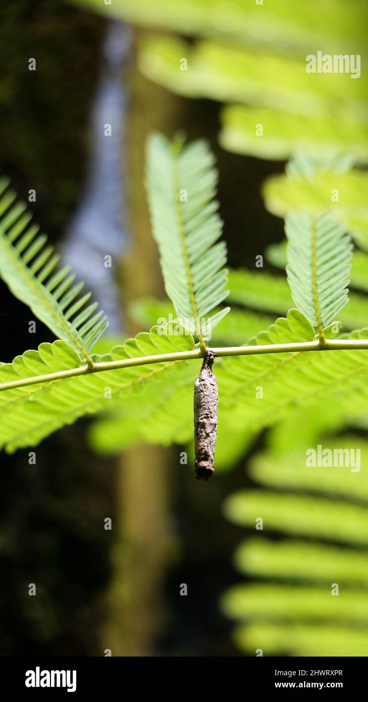 cocoon di un insetto appeso al ramo di una pianta di felce Foto Stock