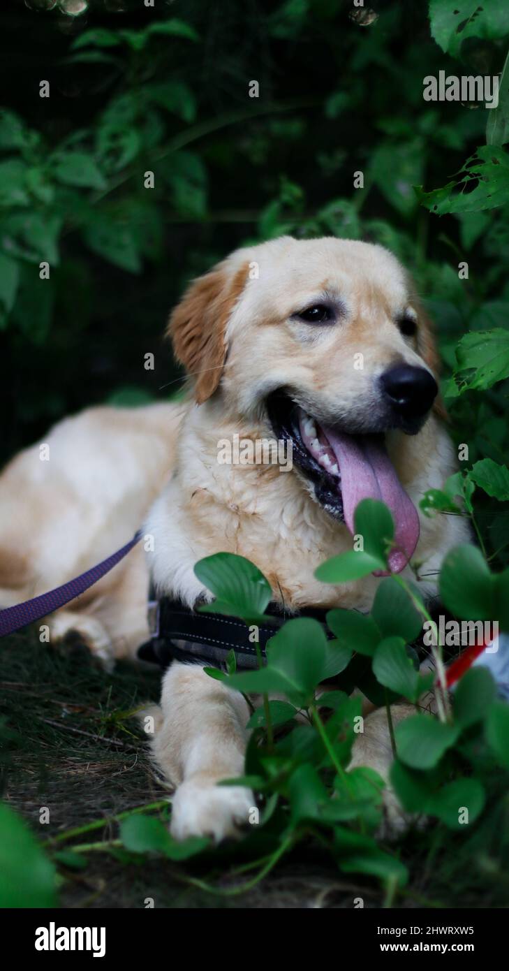 colpo verticale di un cane dorato carino di recupero con lingua fuori che si adagia nei cespugli circondati da foglie verde scuro Foto Stock