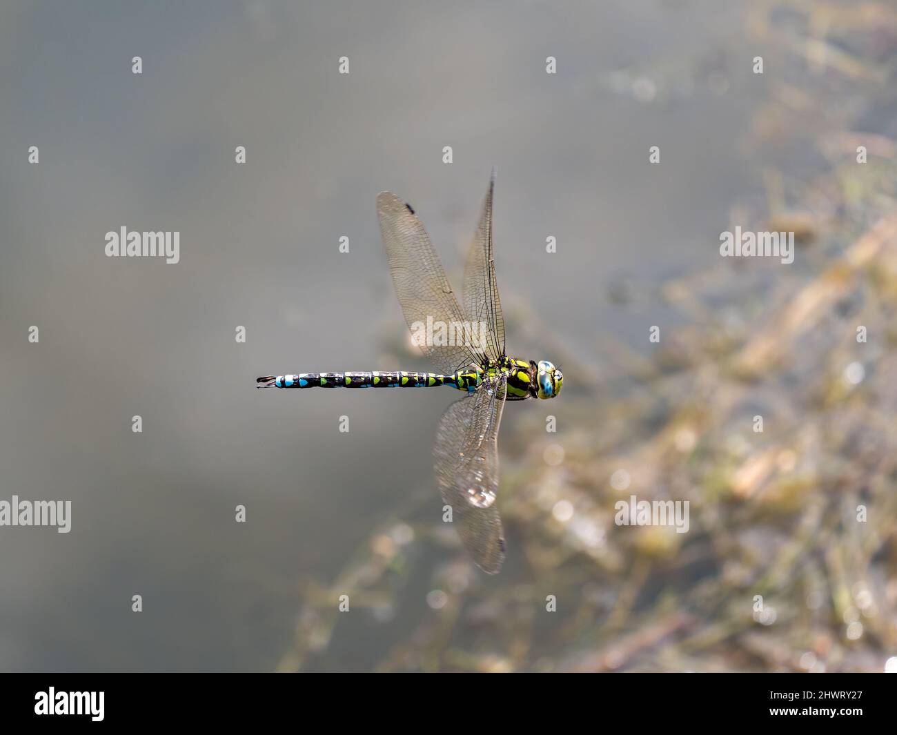 Migrant Hawker Libellula Foto Stock