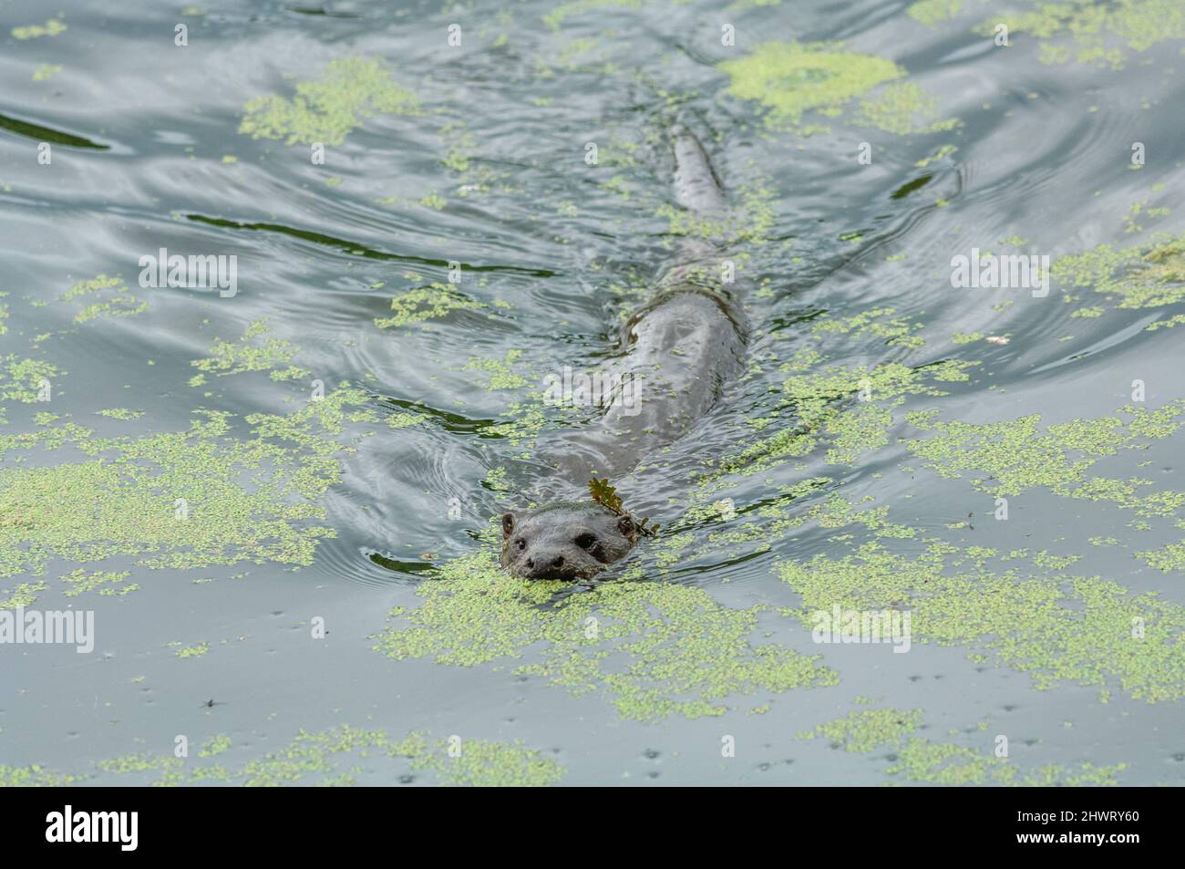 Otter nuoto in un lago pieno di alghe. Il gas di ammoniaca dalla vicina fattoria casearia intensiva causa la crescita di alghe in eccesso. Foto Stock