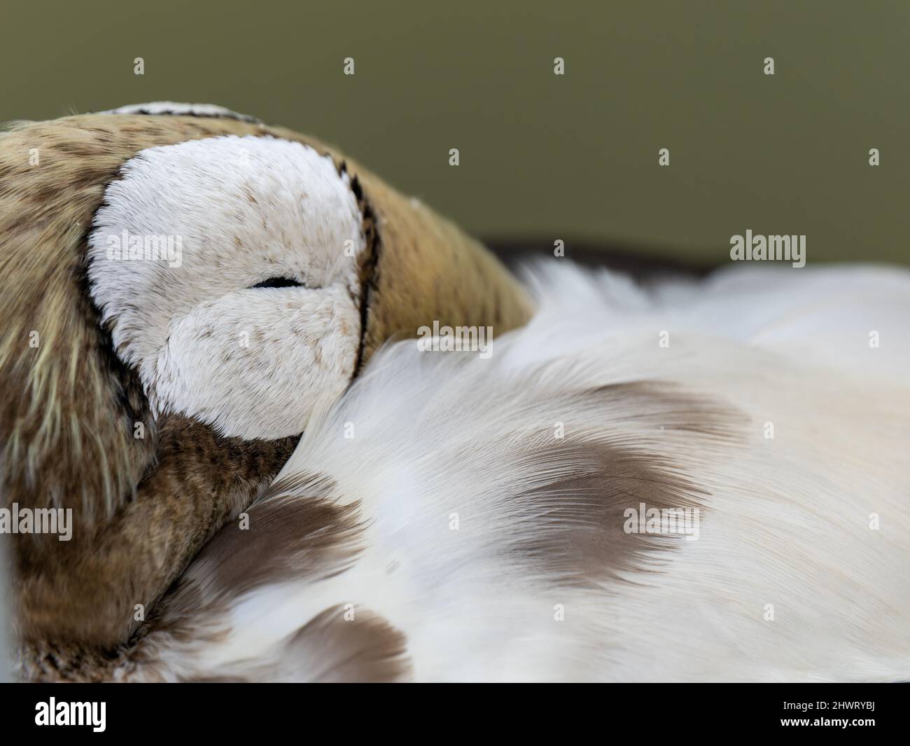 Primo piano di un eider spettacolare Foto Stock