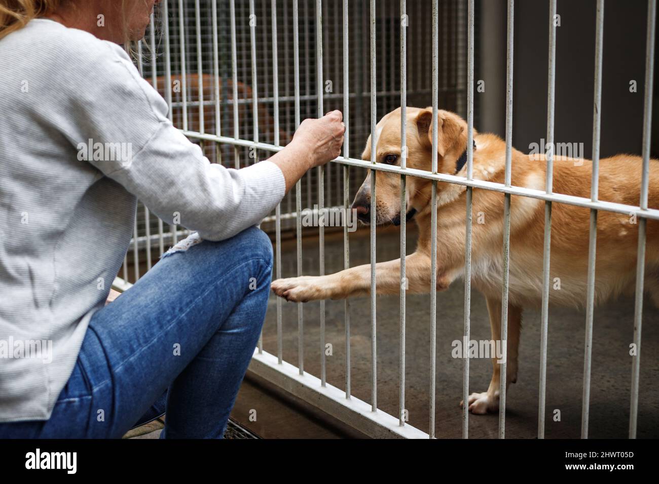 Adozione PET. Donna che sceglie il cane da rifugio animale. Carino abbandonato e salvato ritrovamento in sterlina cane Foto Stock