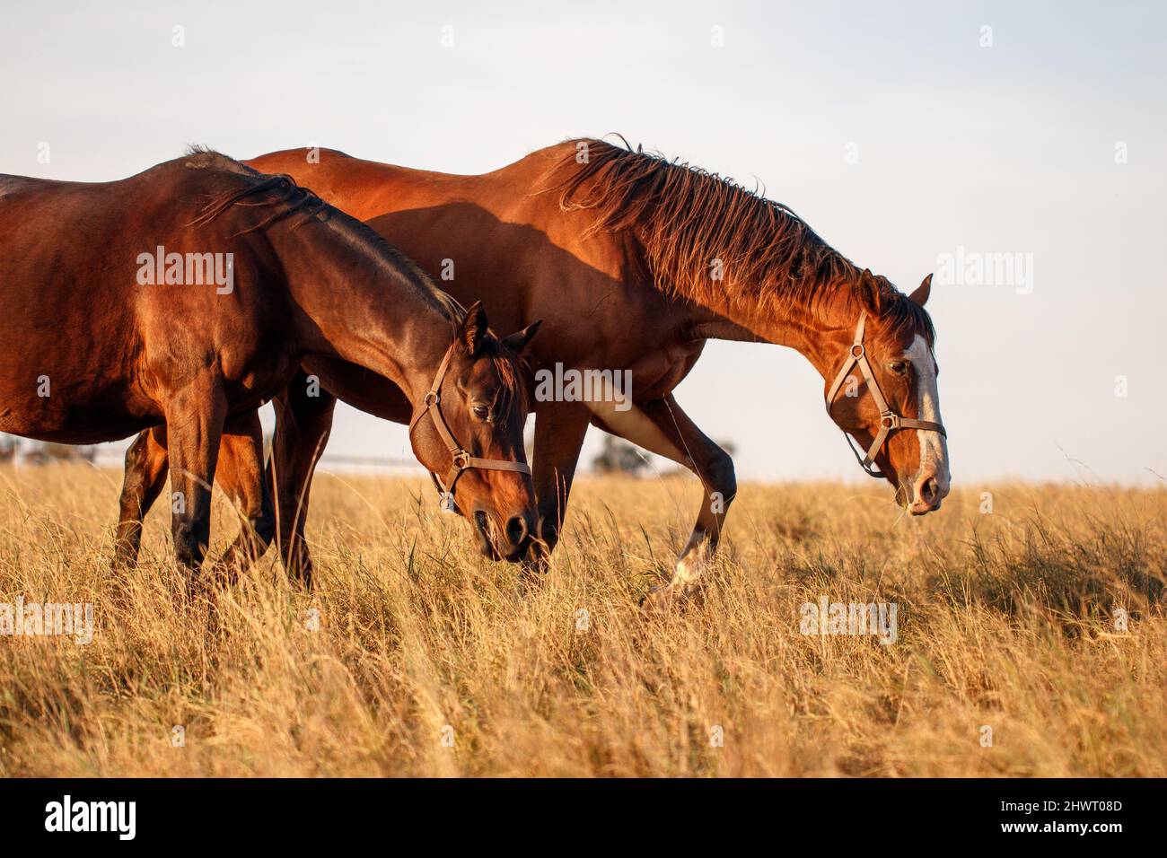 Due cavalli che camminano sul pascolo. Fattoria animale. Cavallo purosangue mare pascolo erba in estate Foto Stock