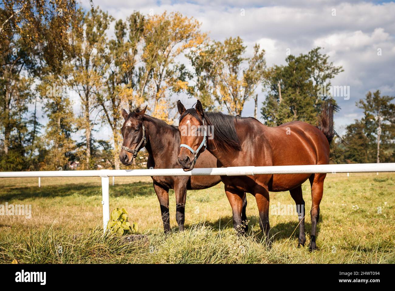 Due cavalli marroni al pascolo. Fattoria animale in autunno stagione. Cavallo di purosangue mare Foto Stock