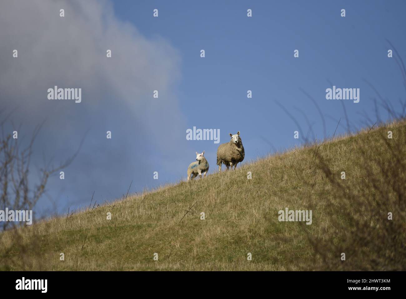 Primo piano immagine di madre pecora e agnello del bambino guardando verso la macchina fotografica su un Hillside nel Mid-Wales, Regno Unito, contro un cielo blu in primavera Foto Stock
