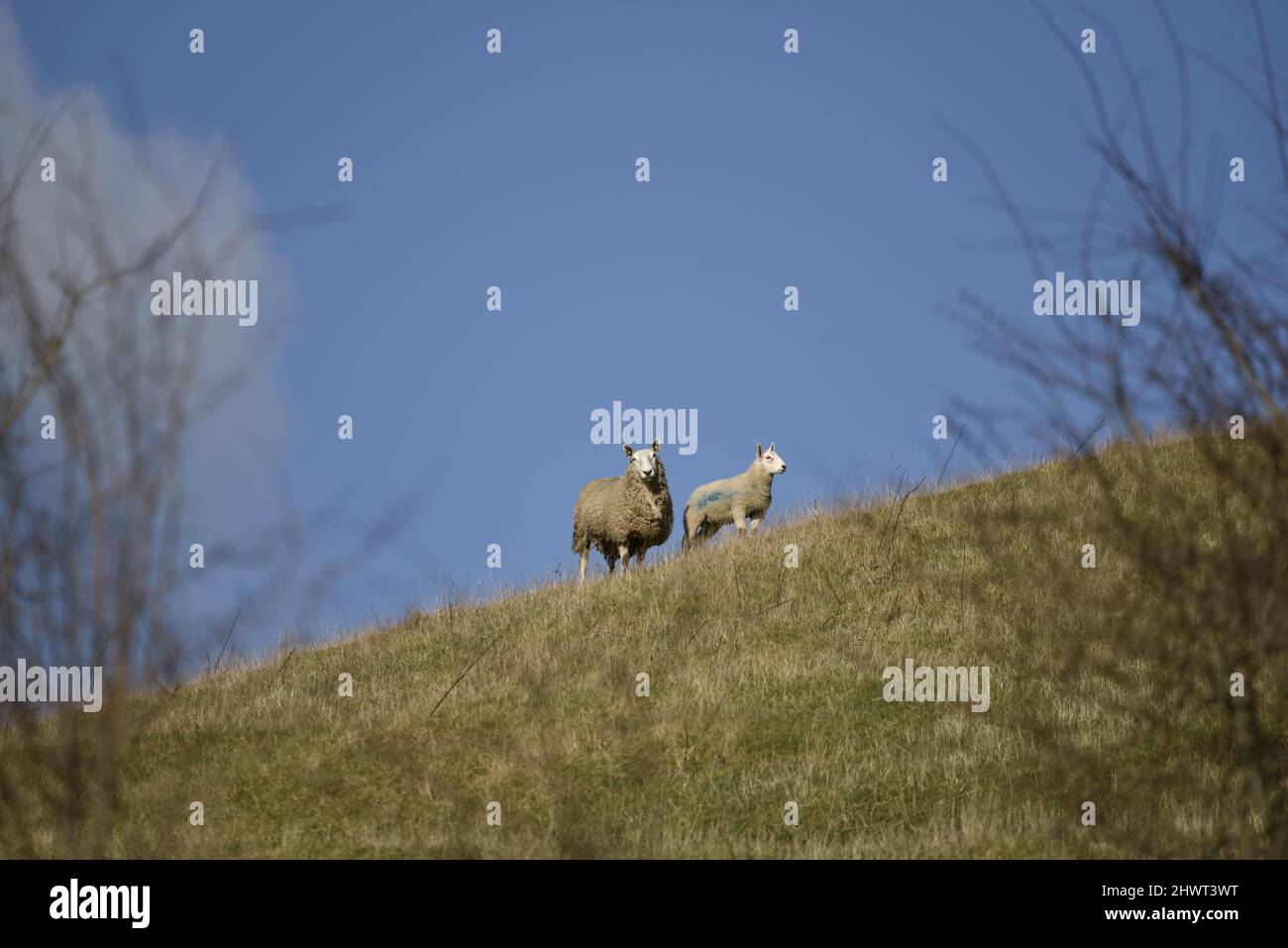 Madre e bambino pecore e Agnello, guardando verso Camera, su un Hillside su terreni agricoli a Mid-Wales, Regno Unito contro un cielo blu, in primavera Foto Stock
