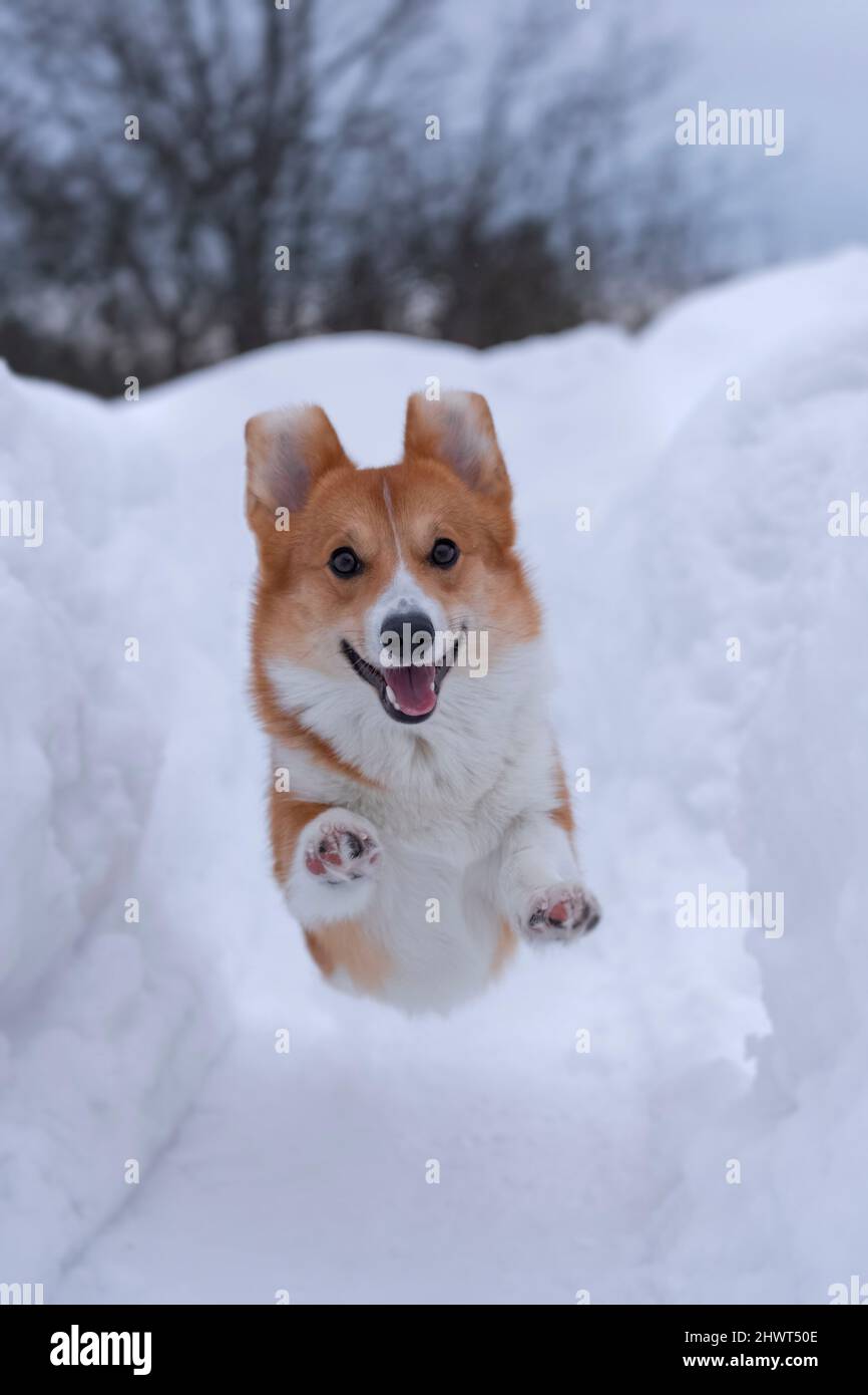 sorridendo divertente cane rosso della razza corgi gallese pembroke in un salto tra le nevicate in inverno Foto Stock
