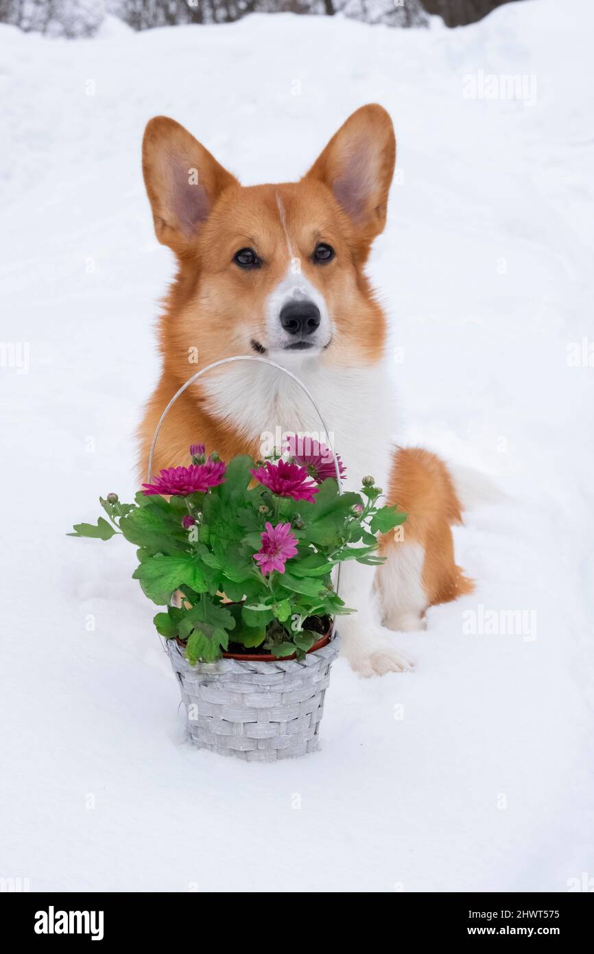 carino cane rosso gallese corgi pembroke con cesto di fiori sulla neve d'inverno. Foto Stock