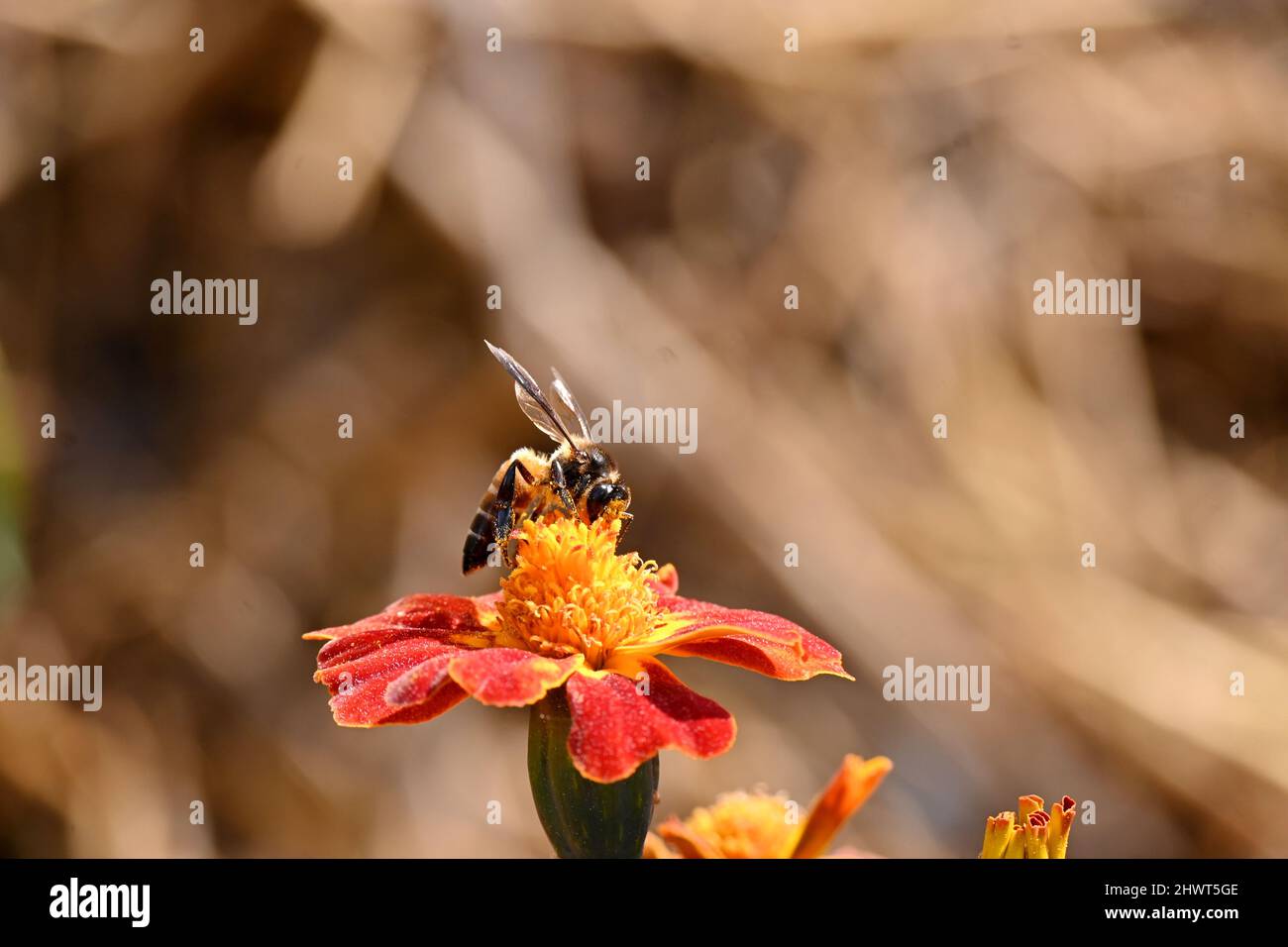 closeup il rosso giallo marigold fiore con miele marrone nel giardino su sfondo giallo marrone fuori fuoco. Foto Stock