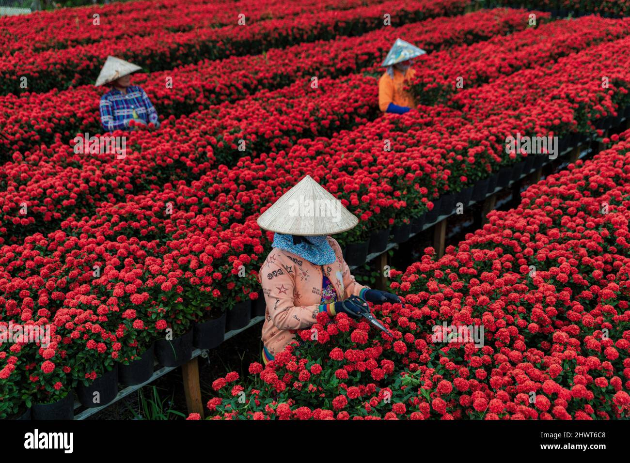 La gente sta raccogliendo i fiori nella città di SA Dic, provincia di Dong Thap, Vietnam Foto Stock