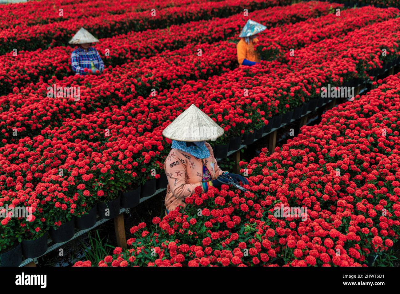 La gente sta raccogliendo i fiori nella città di SA Dic, provincia di Dong Thap, Vietnam Foto Stock