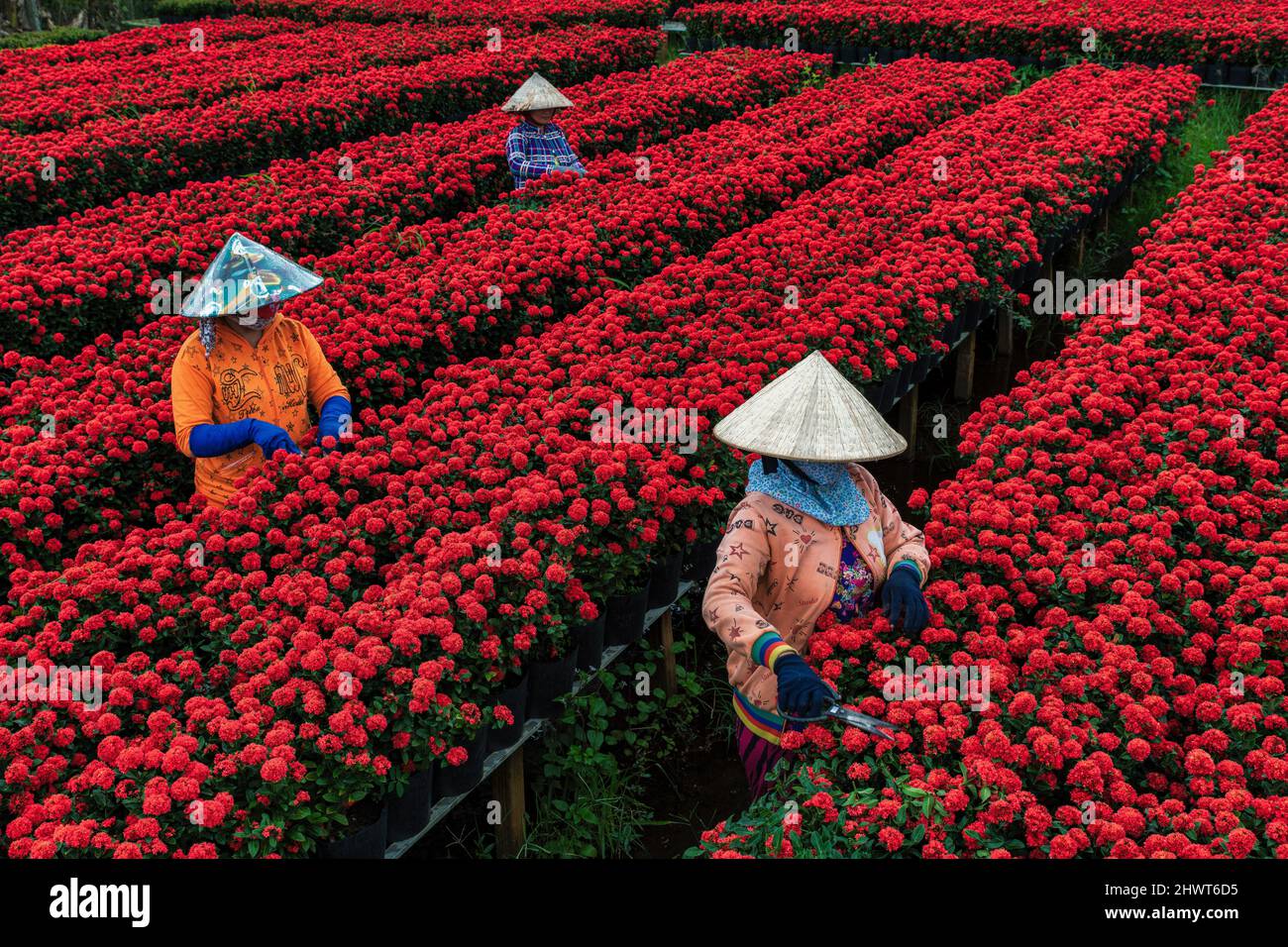 La gente sta raccogliendo i fiori nella città di SA Dic, provincia di Dong Thap, Vietnam Foto Stock