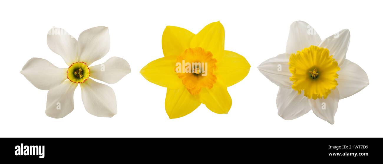Giallo e bianco Daffodils fiori isolati su sfondo bianco Foto Stock
