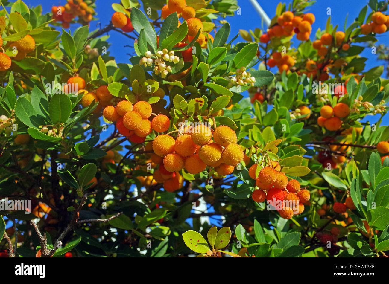 Fragole (arbutus unedo) in primo piano natura Foto Stock