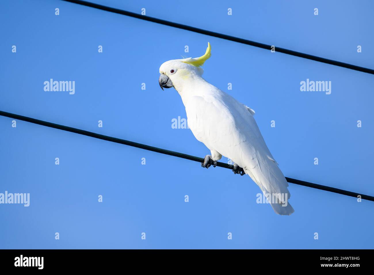 Cockatoo uccello in piedi su un filo Foto Stock