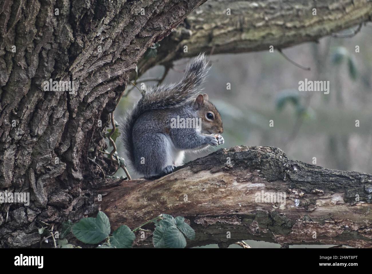 Scoiattolo grigio seduto su un ramo di albero mangiare, vista laterale. Foto Stock