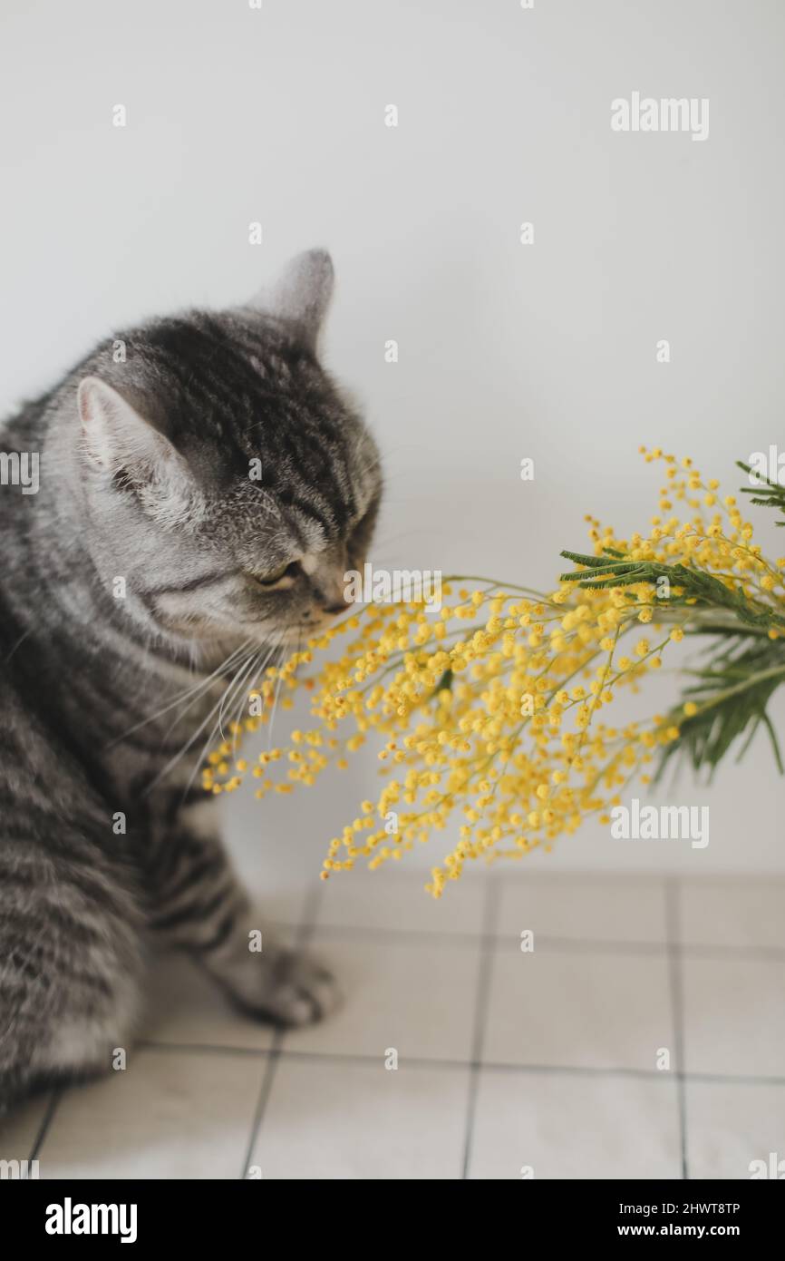 Divertenti rami di gatto e mimosa su sfondo bianco a casa. Biglietto  d'auguri, concetto di primavera Foto stock - Alamy