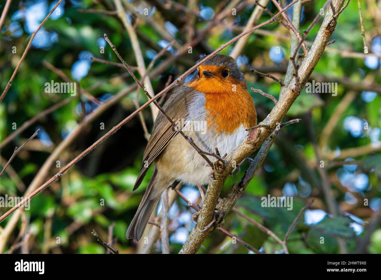 Un robin (Erithacus rubecula) appollaiato su un ramo Foto Stock