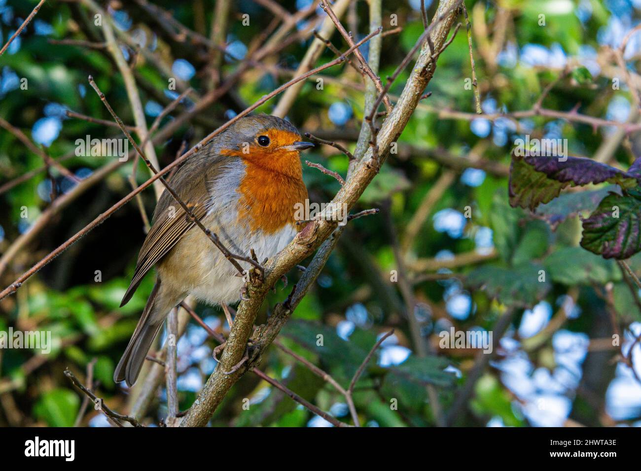 Un robin (Erithacus rubecula) appollaiato su un ramo Foto Stock