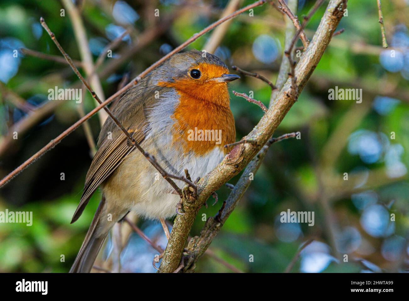 Un robin (Erithacus rubecula) appollaiato su un ramo Foto Stock