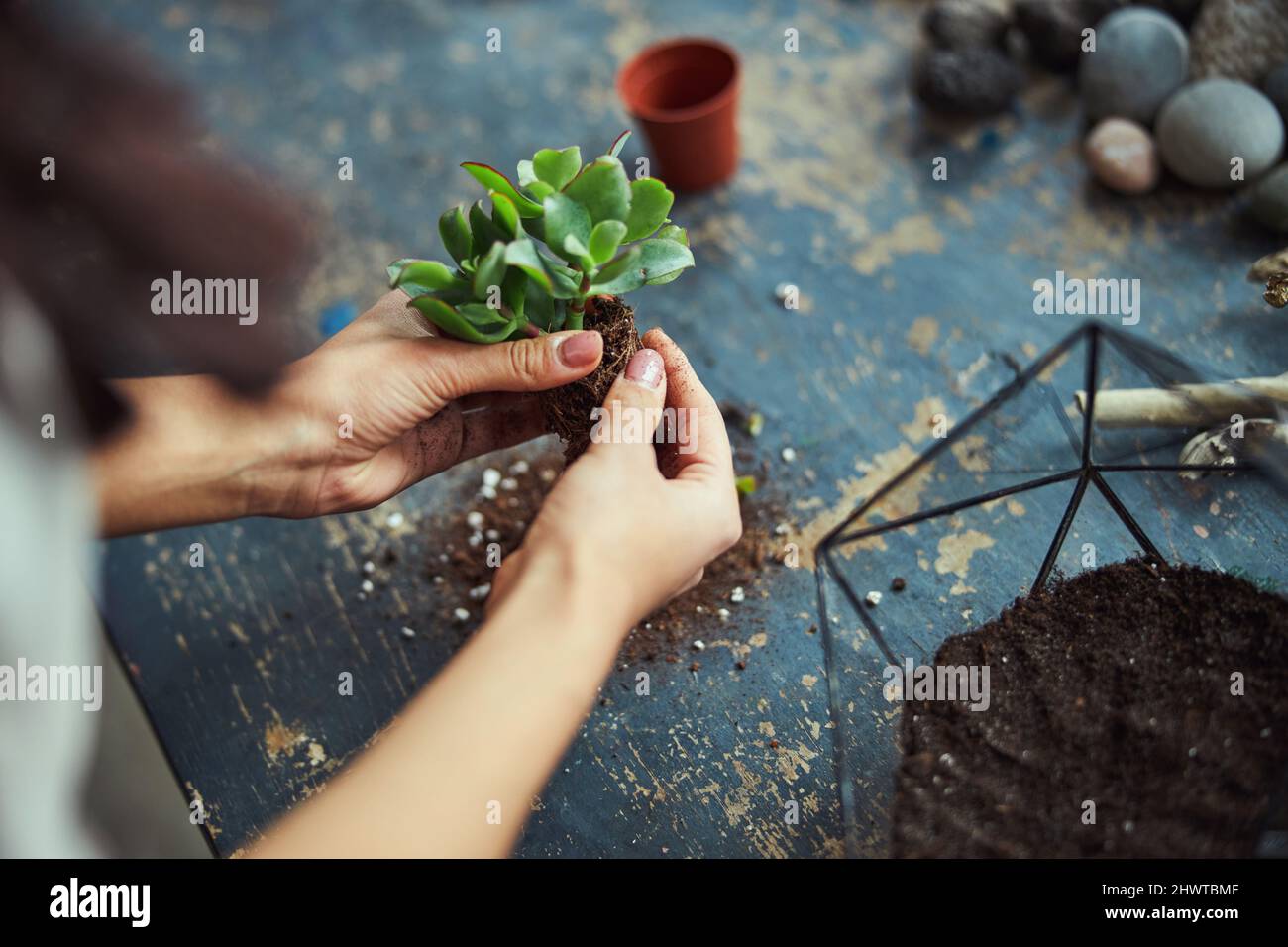 Decoratore floreale che prepara l'echeveria subrigida per piantare nel terrarium Foto Stock