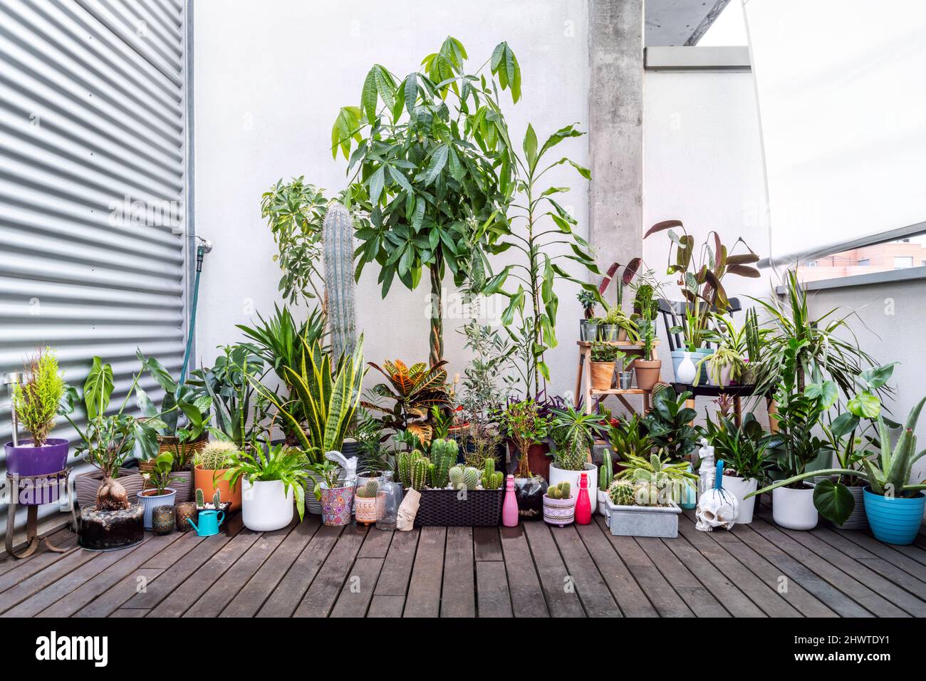 Terrazza piena di decorazioni interne appena innaffiato su pavimenti in legno di acacia Foto Stock