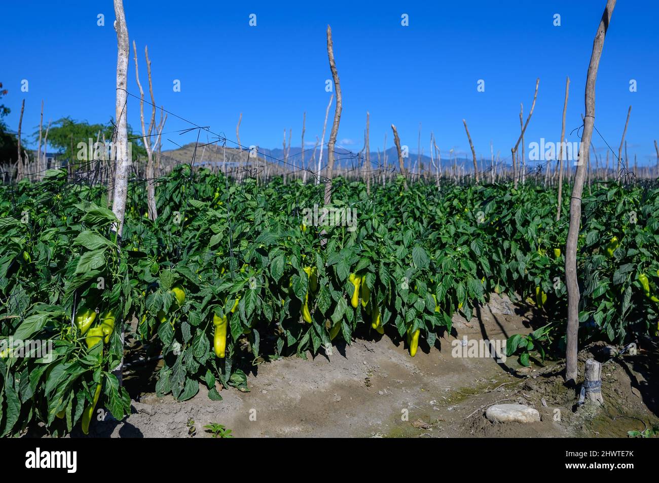 Piantagione di pepe. Campo di pepe giallo nella Repubblica Dominicana in giornata di sole. Agricoltura nell'isola caraibica. Area agronomica con verdure al pepe. Foto Stock