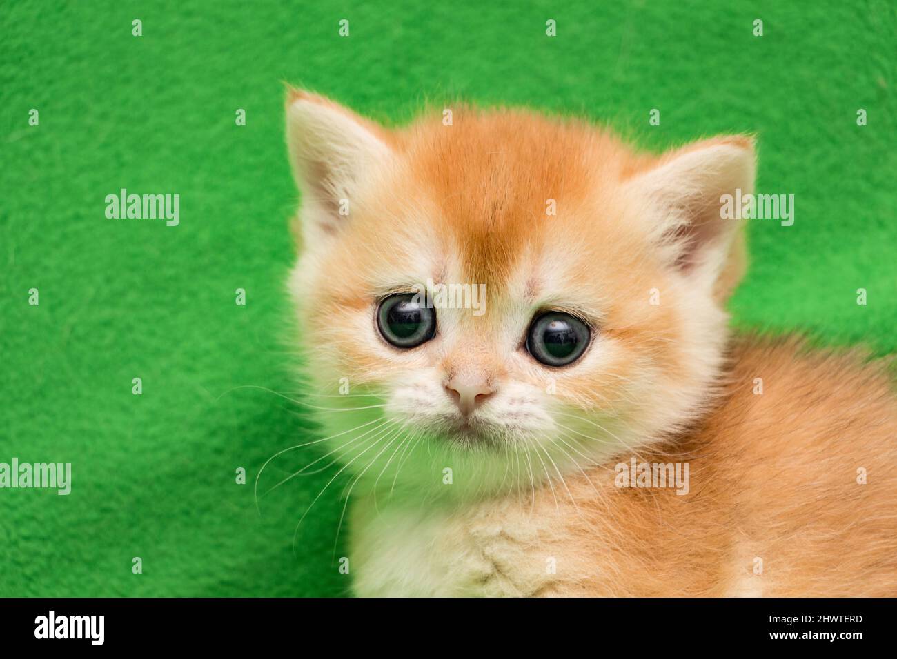 Muso gattino inglese in un mese, gatto colorazione Golden chinchilla BRI ny 12, età 1 mese Foto Stock