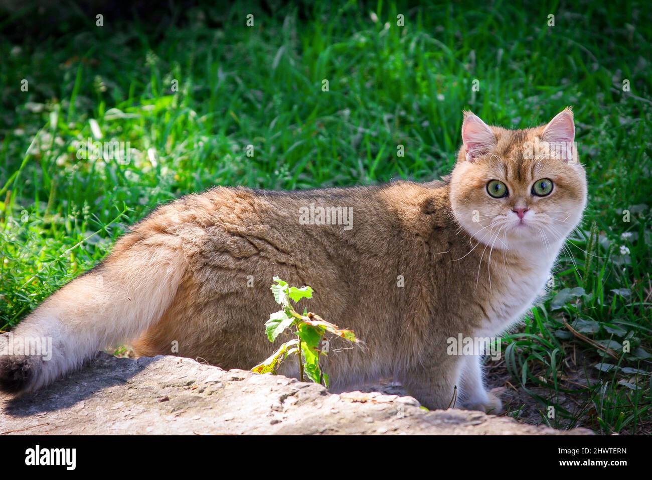 Un affascinante gatto britannico di colore dorato con una coda soffice cammina nel giardino tra l'erba verde. Foto Stock