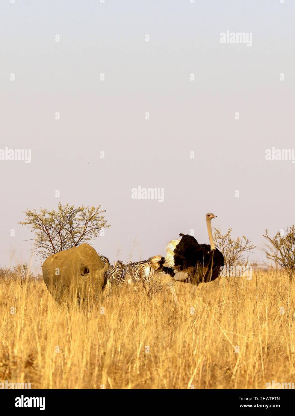 Scena animale: Rinoceronte bianco, Zebra pianure e struzzo comune (Sudafrica) Foto Stock