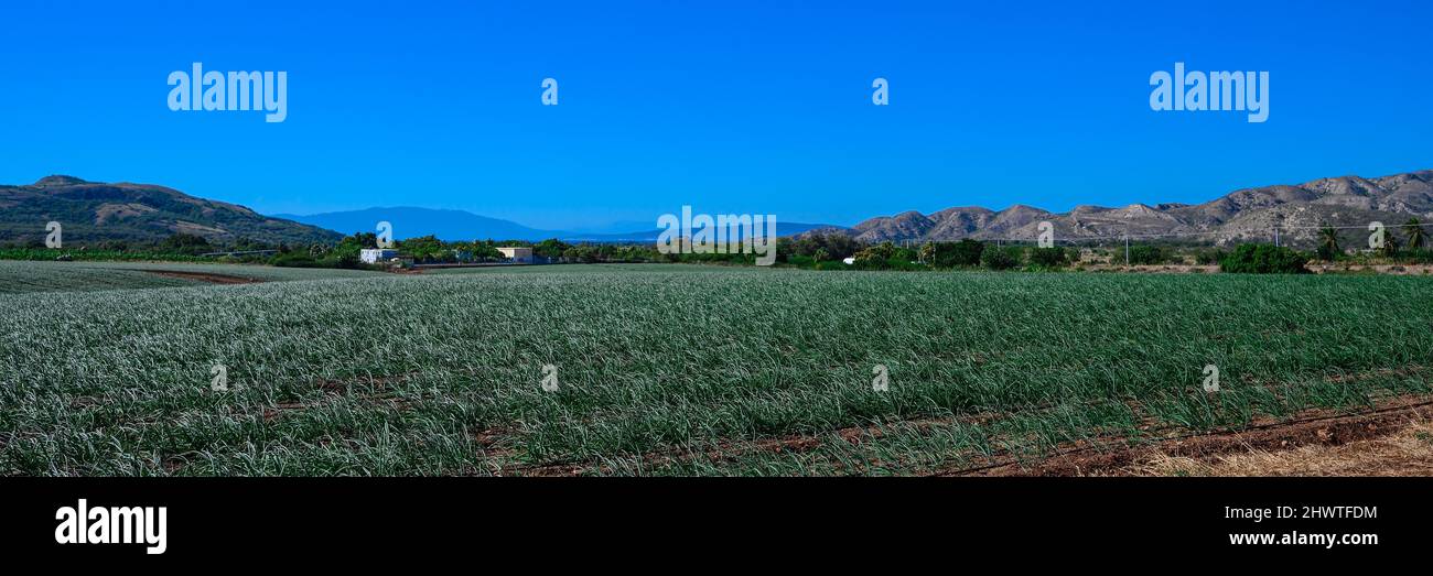 Piantagione di cipolle giovani. Campo di pepe verde nella Repubblica Dominicana in giornata di sole. Agricoltura nell'isola caraibica. Area agronomica con cipolla vegetale. Foto Stock