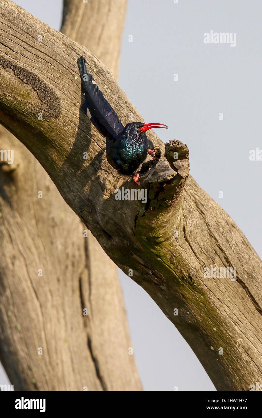 Green Wood-Hoopoe, Parco Nazionale Kruger Foto Stock