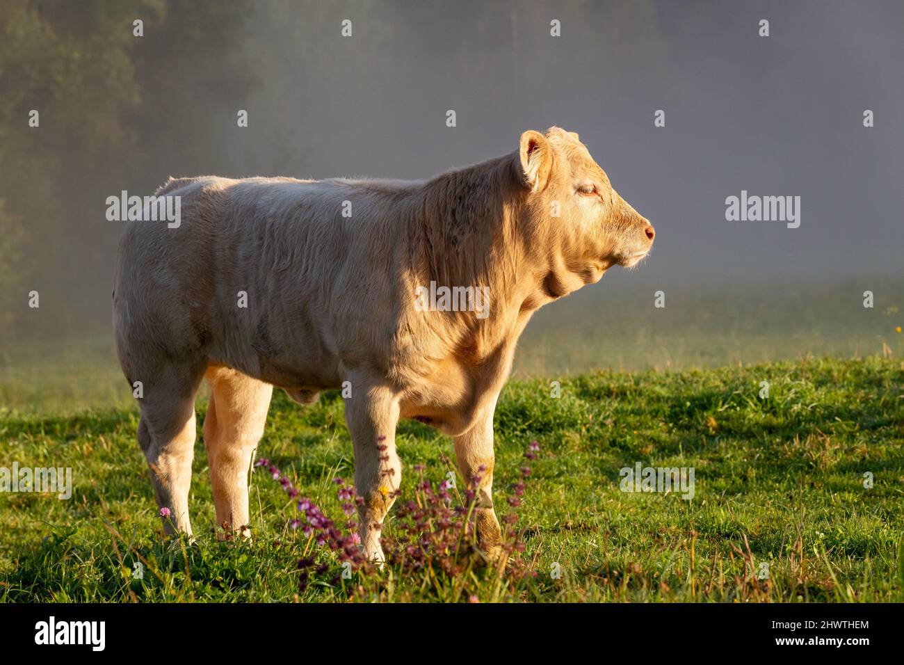 Giovane toro su un prato in una mattina nebbia. Foto Stock