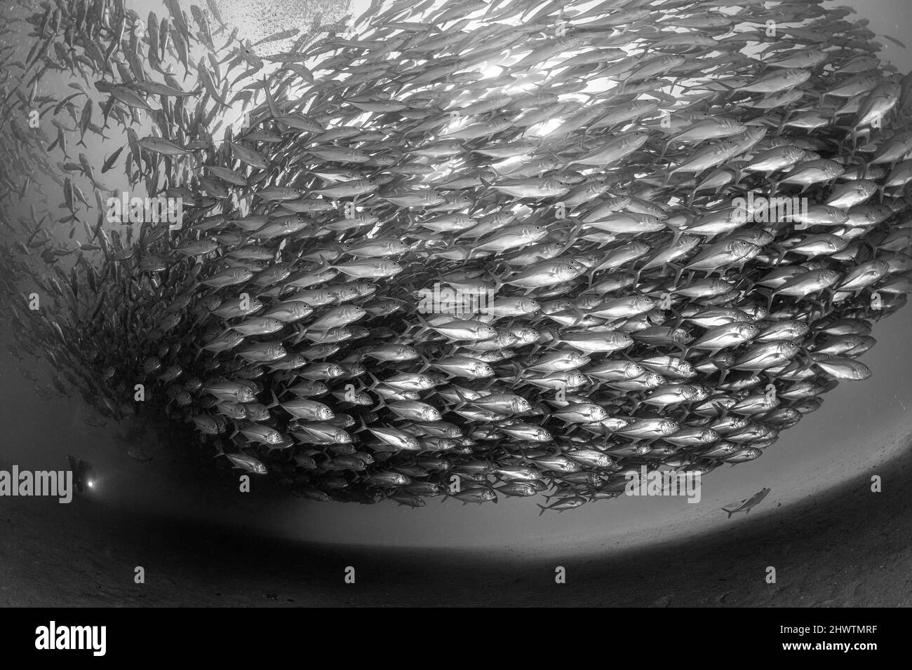 Un subacqueo ammira con stupore una grande aggregazione di pesci a bricco nelle acque del Parco Nazionale Marino di Cabo Pulmo, dove la biomassa marina ha aumentato gli esponenti Foto Stock