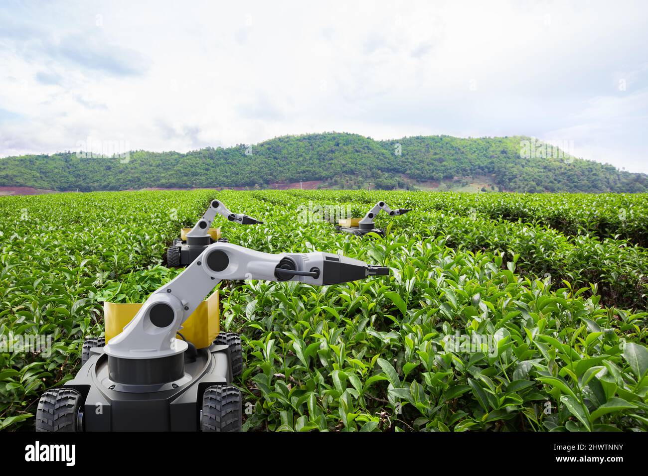 Robot autonomo che raccoglie foglie di tè in campo verde, tecnologia futura 5G con concetto di agricoltura intelligente Foto Stock