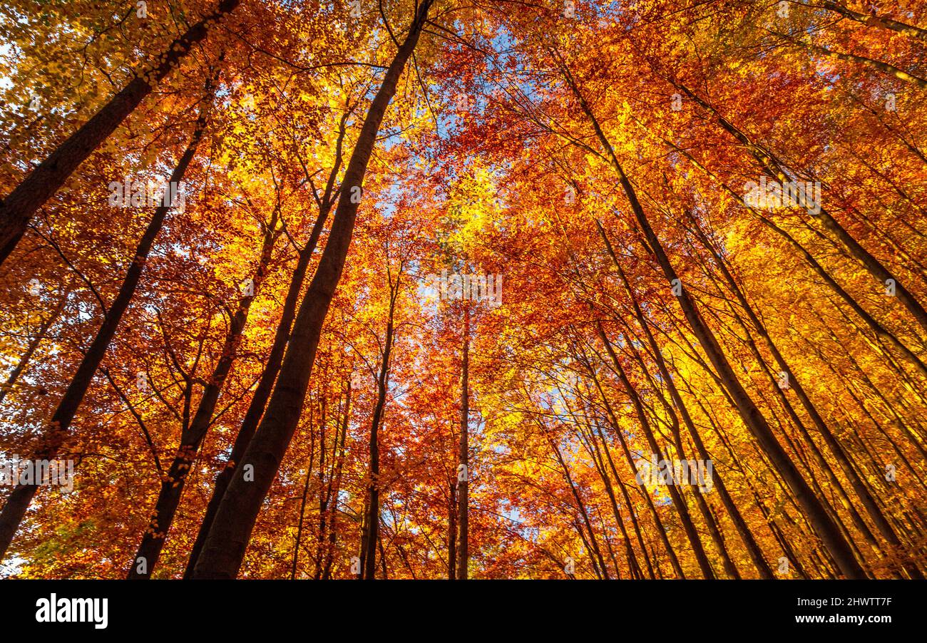 Foresta di alberi decidui in colori autunnali. Foto Stock